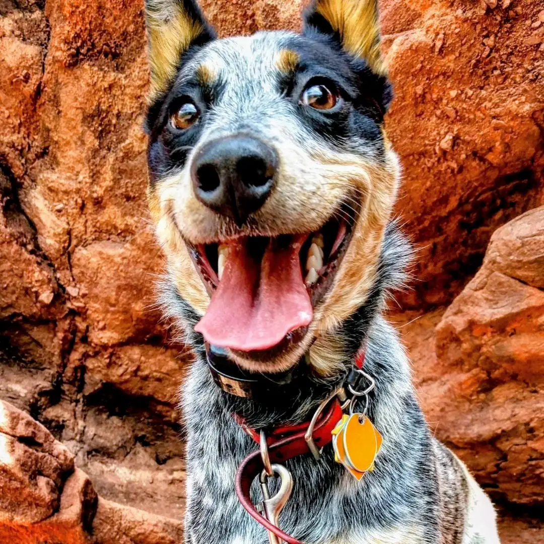 Happy blue heeler dog smiling on a red rock trail